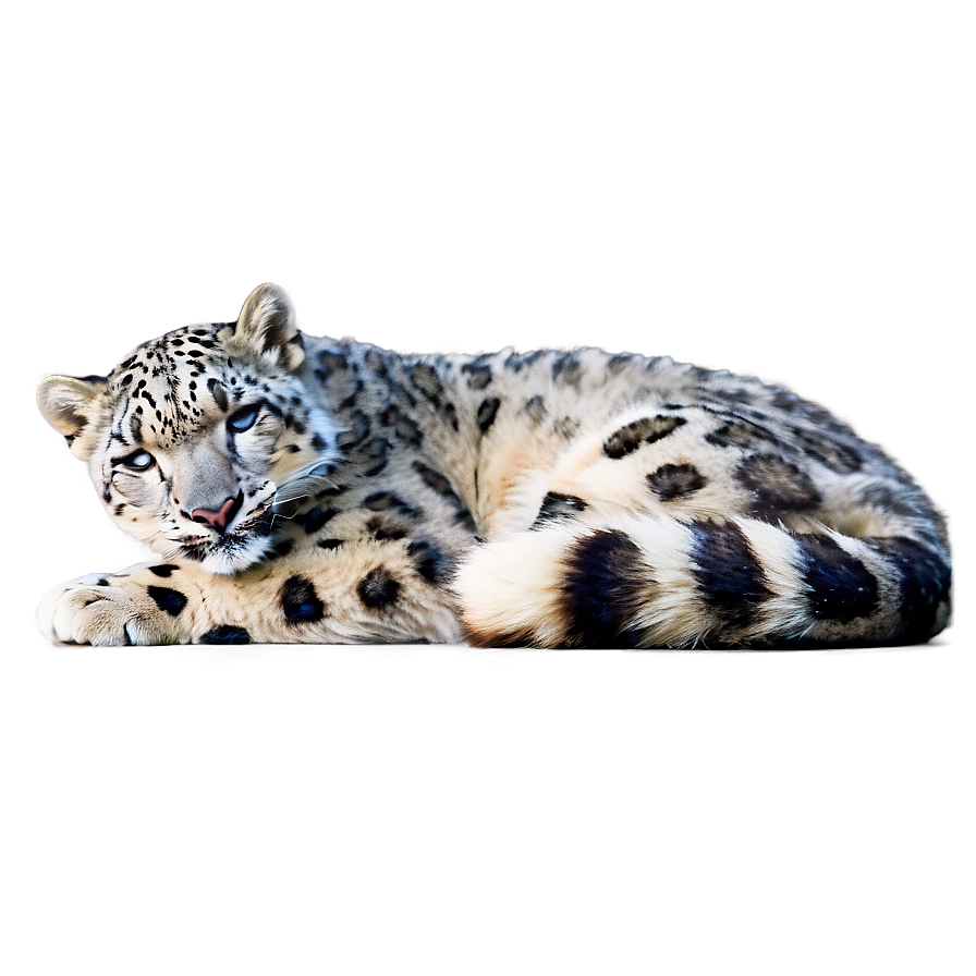 Snow Leopard Sunbathing Png Cte PNG Image