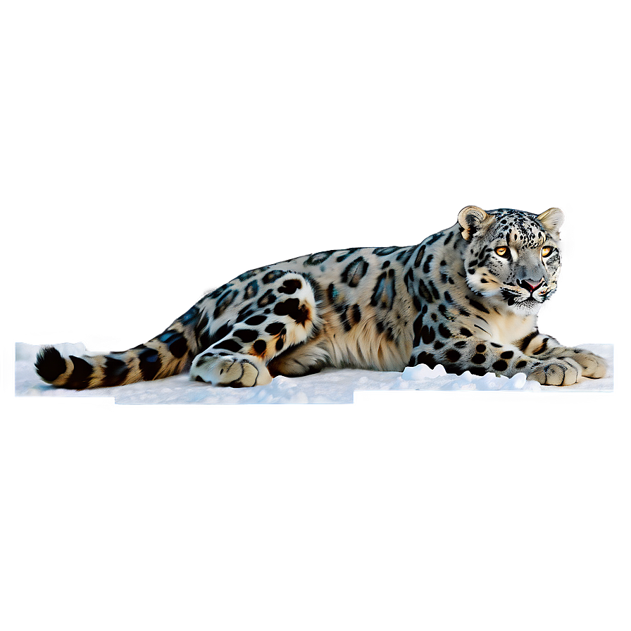 Snow Leopard Vintage Illustration Png 06122024 PNG Image