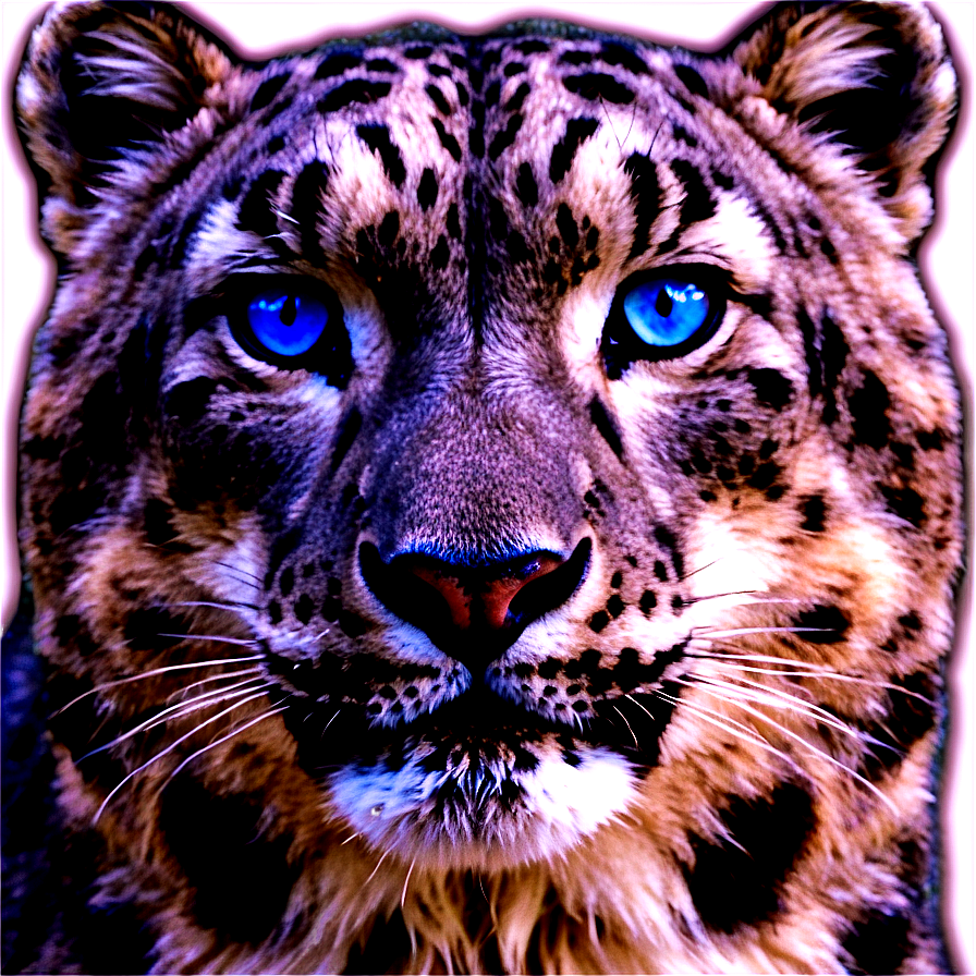 Snow Leopard With Blue Eyes Png 06122024 PNG Image