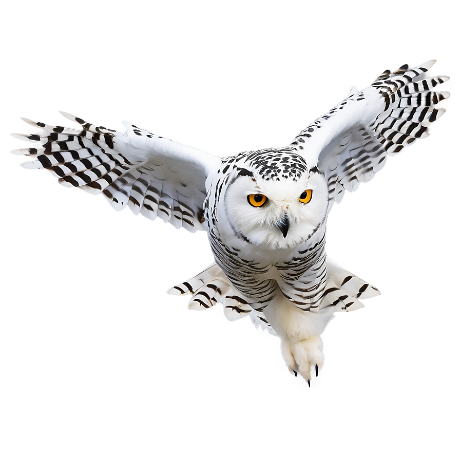 Snowy Owl In Flight Photo Png 48 PNG Image