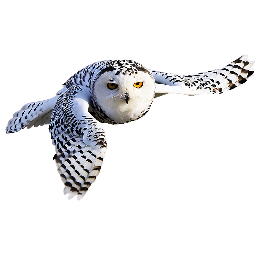 Snowy Owl Png Tor PNG Image