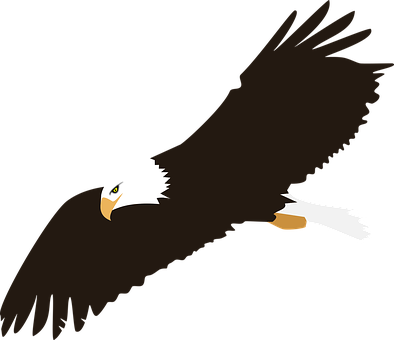 Soaring Bald Eagle Vector PNG Image