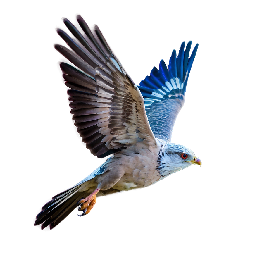 Soaring Bird Flight Png 06252024 PNG Image