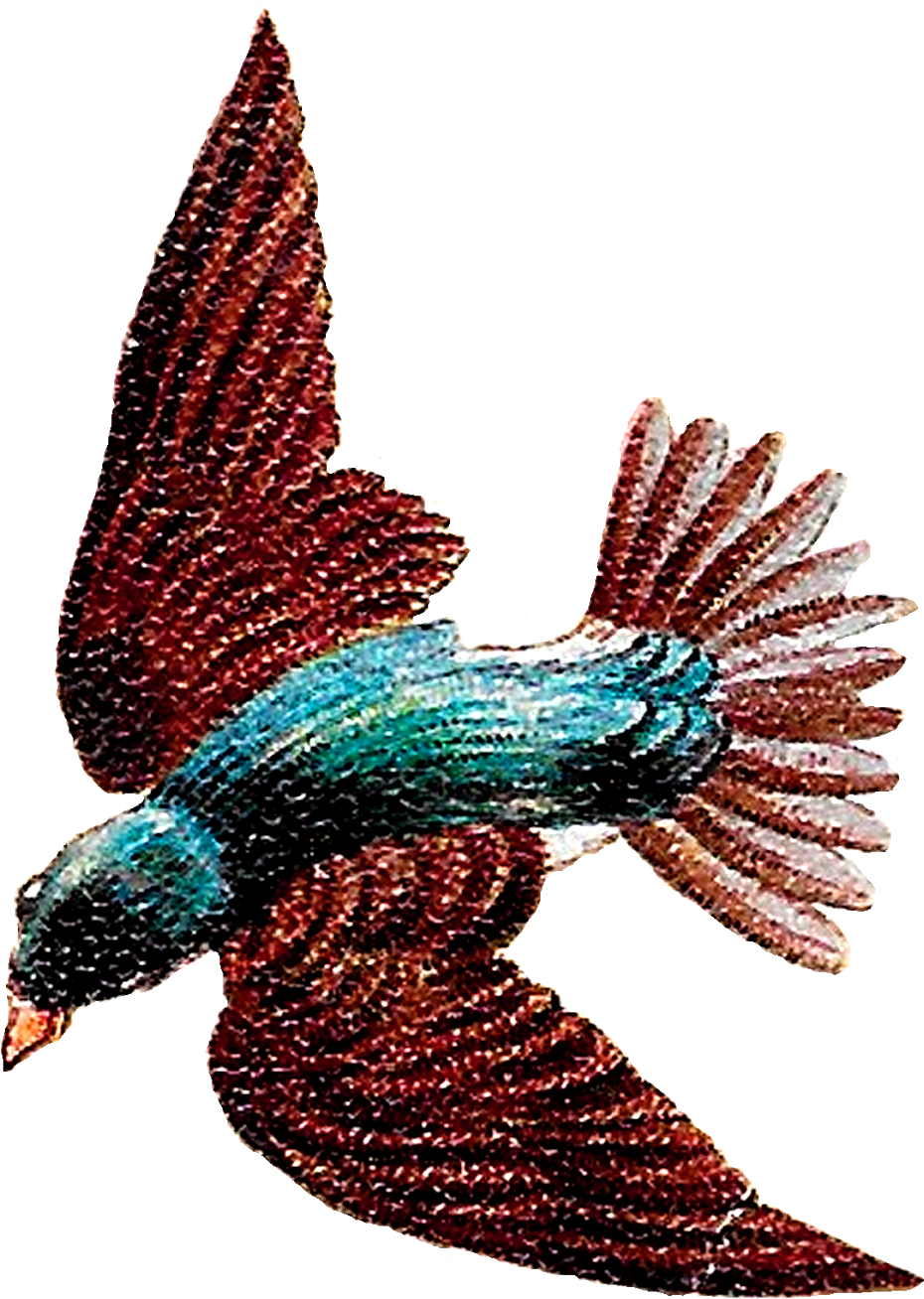 Soaring Bird Illustration.png PNG Image