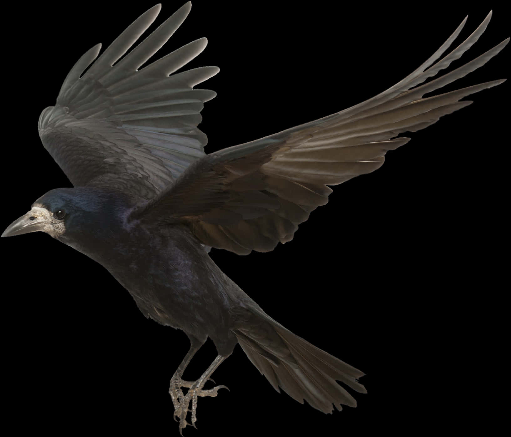 Soaring Crowin Flight PNG Image