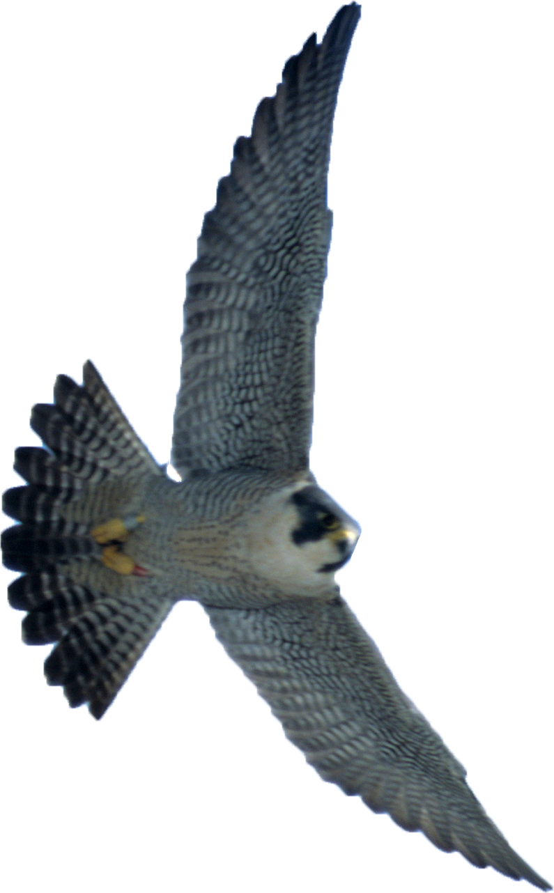 Soaring Falcon In Flight.png PNG Image