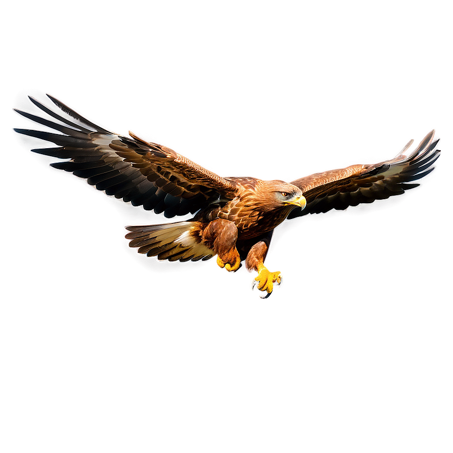 Soaring Golden Eagle Png Shu PNG Image