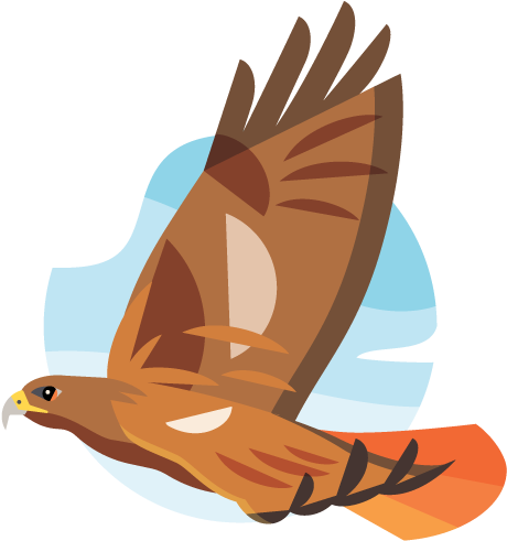 Soaring Hawk Illustration PNG Image