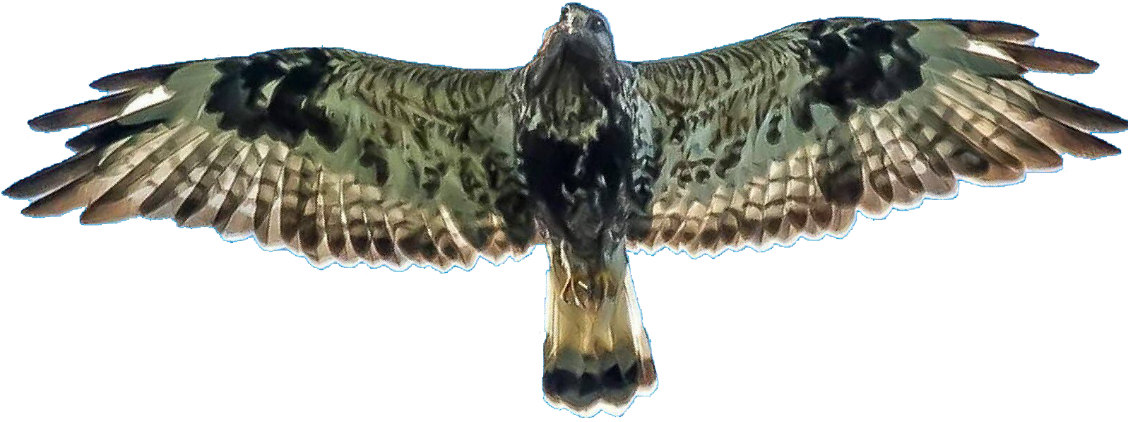 Soaring Hawk Spread Wings PNG Image