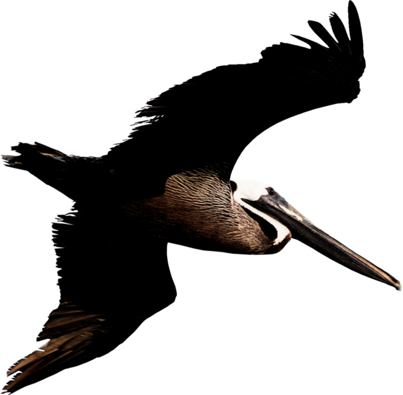 Soaring Pelican Silhouette PNG Image