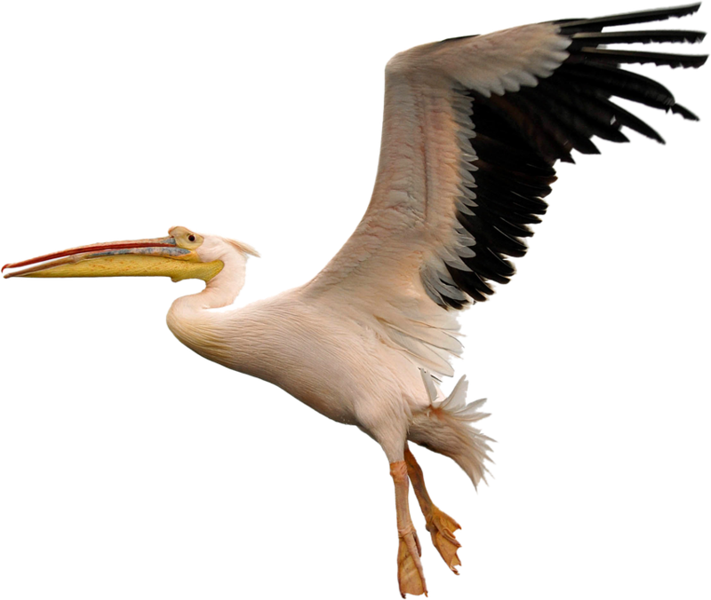 Soaring Pelican Transparent Background PNG Image