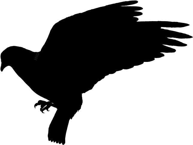 Soaring Pigeon Silhouette PNG Image