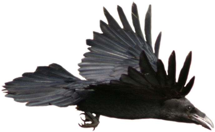 Soaring Raven Transparent Background PNG Image