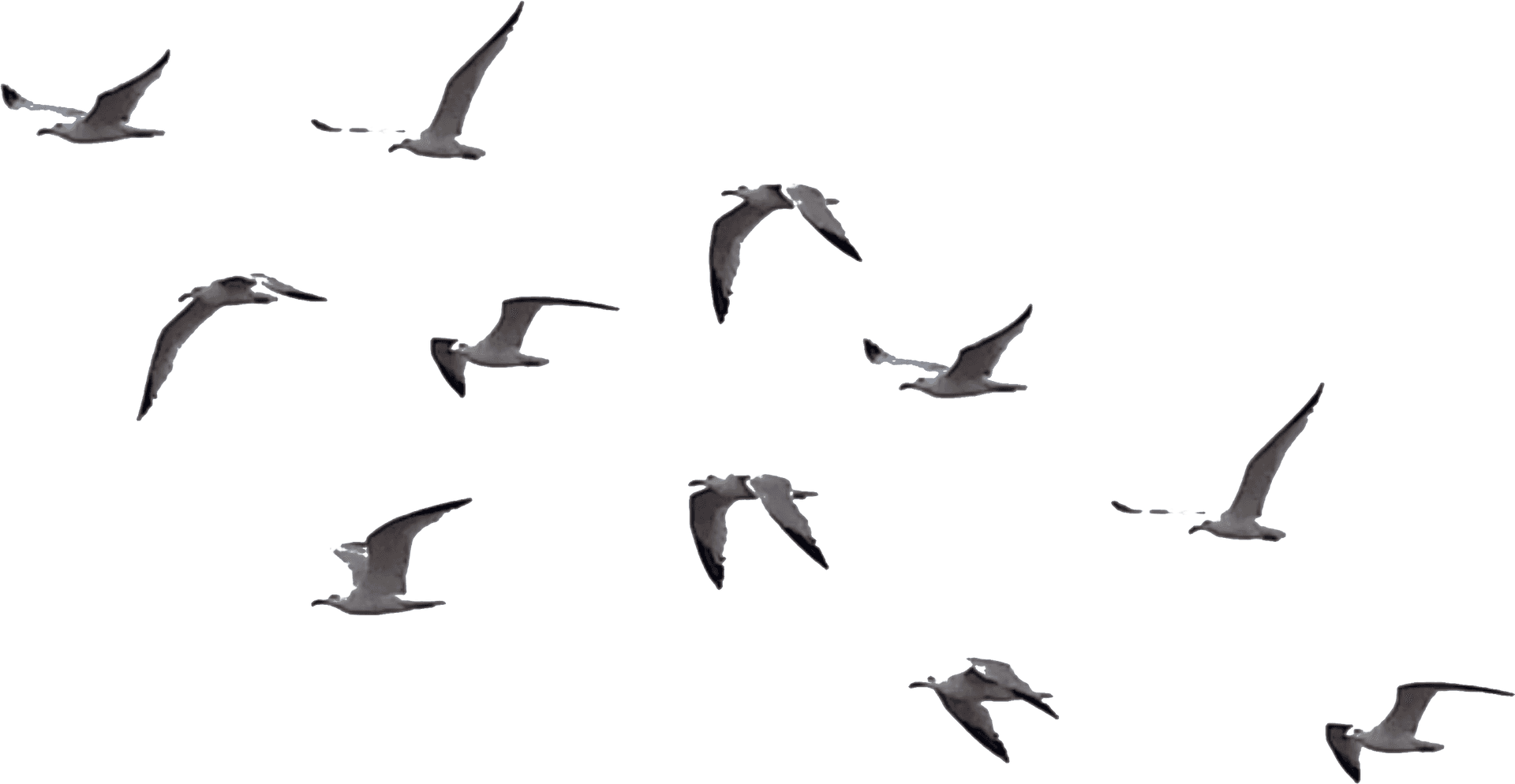 Soaring Seabirds Silhouettes PNG Image