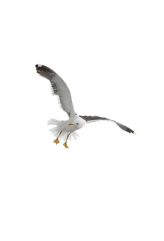 Soaring Seagull Black Background.jpg PNG Image