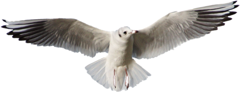 Soaring Seagull Spread Wings PNG Image