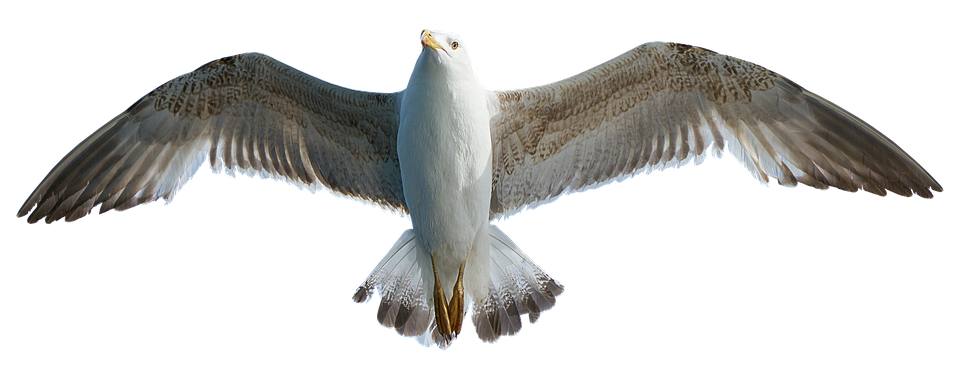 Soaring Seagull Transparent Background PNG Image