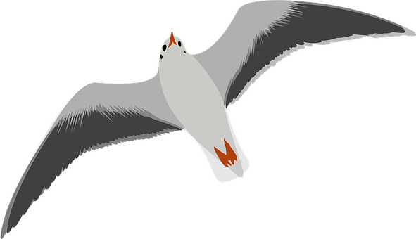 Soaring Seagull Vector Illustration PNG Image