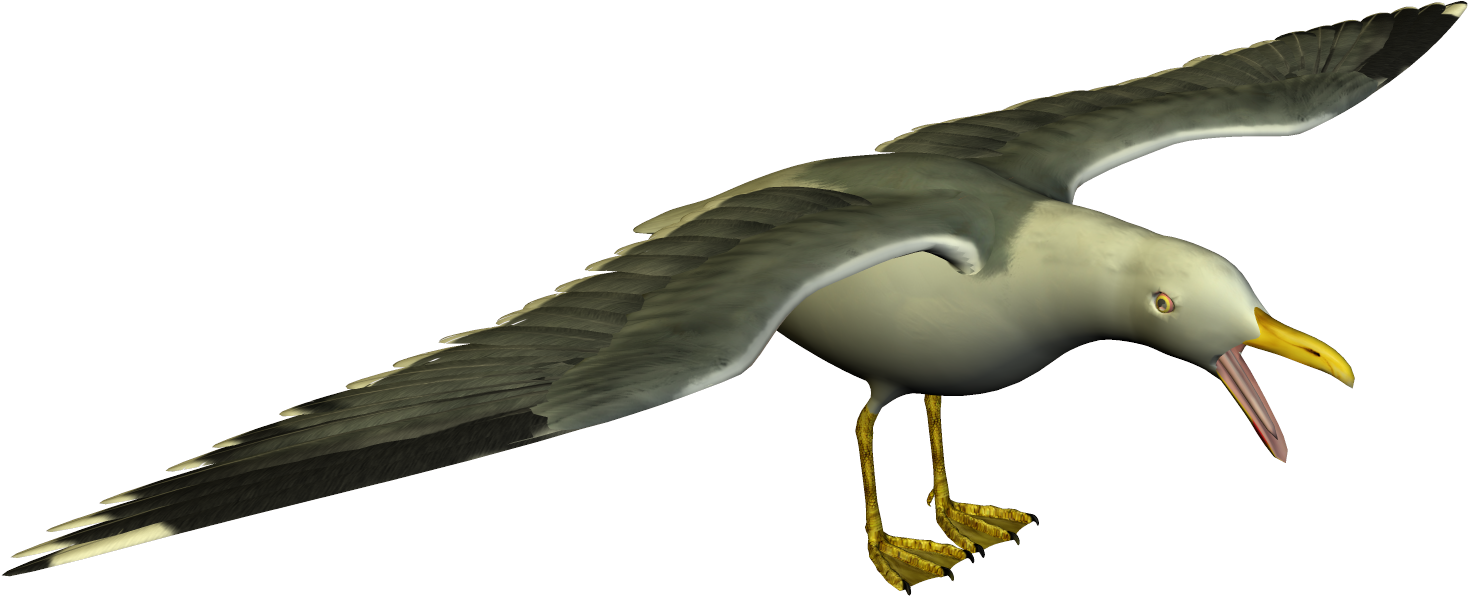 Soaring Seagull3 D Model PNG Image