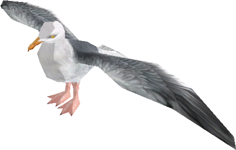 Soaring Seagullin Flight PNG Image