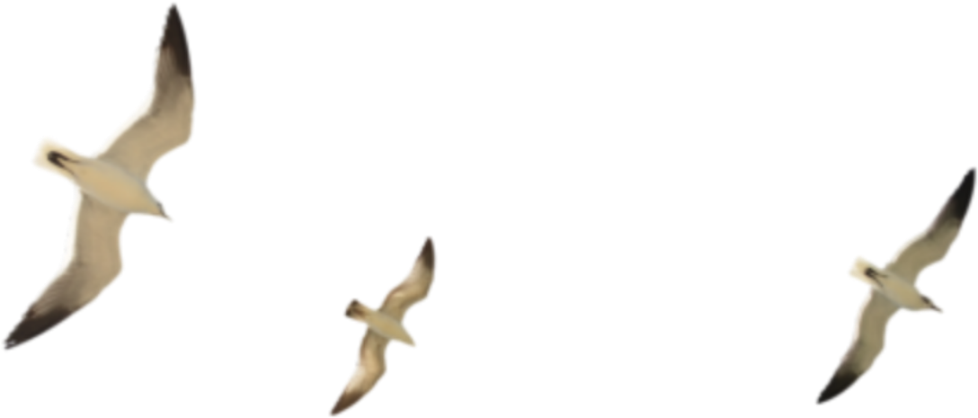 Soaring Seagulls Flight Formation PNG Image