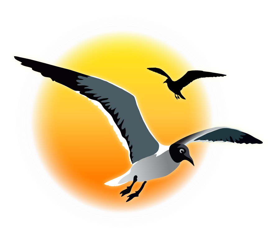 Soaring Seagulls Sunset Graphic PNG Image