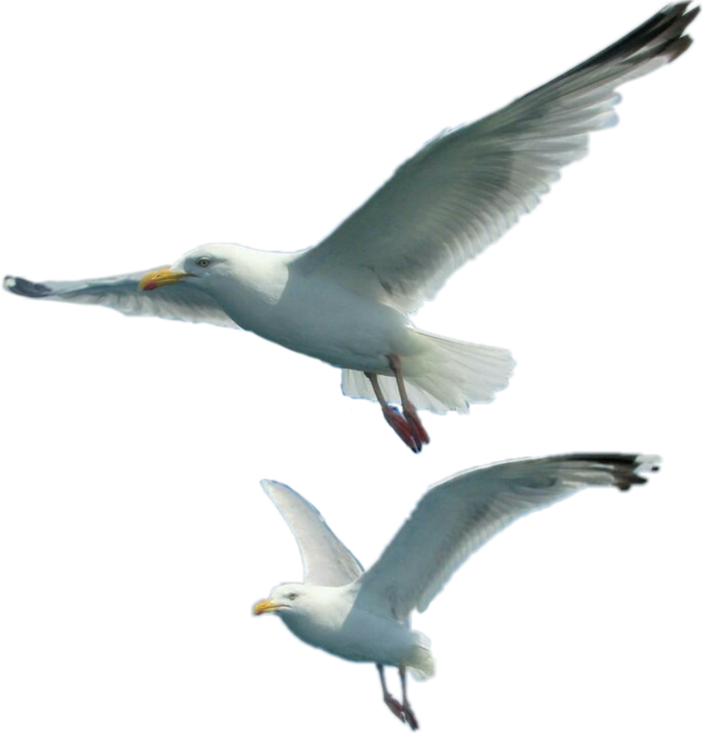 Soaring Seagullsin Flight PNG Image