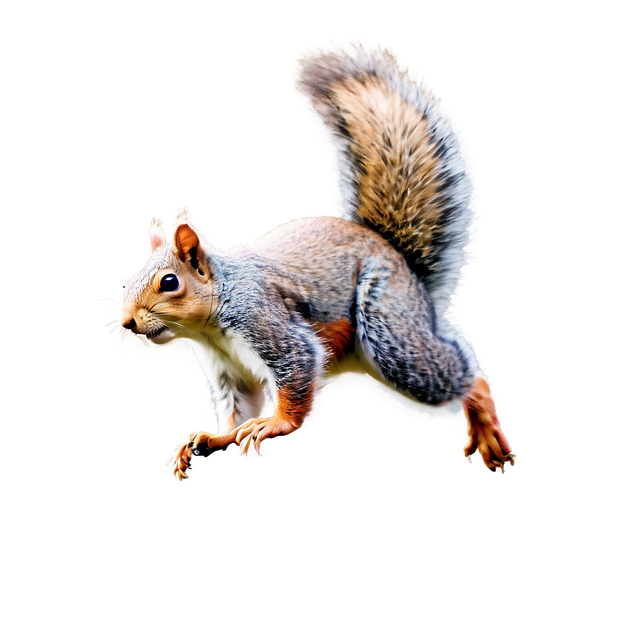 Soaring Squirrel Png Kmh PNG Image