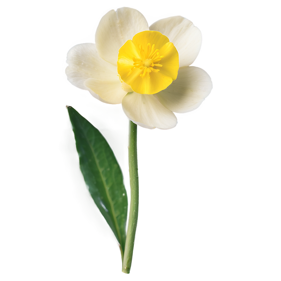 Soft Buttercup Png 06252024 PNG Image