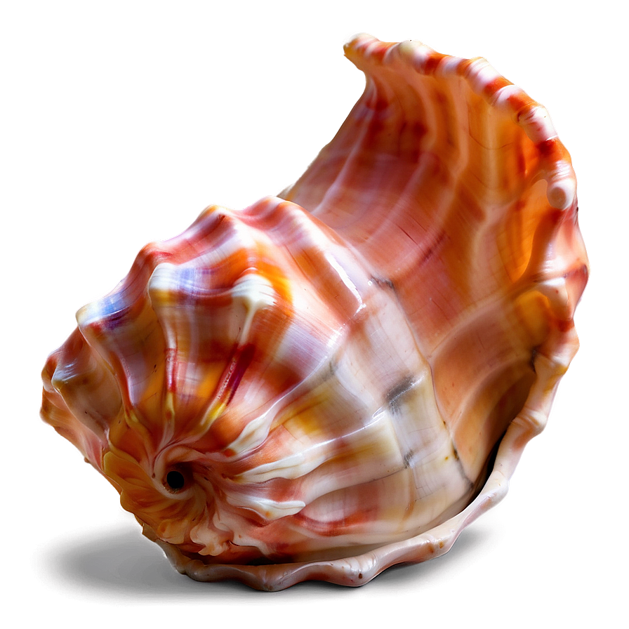 Soft Colored Conch Shell Png 97 PNG Image