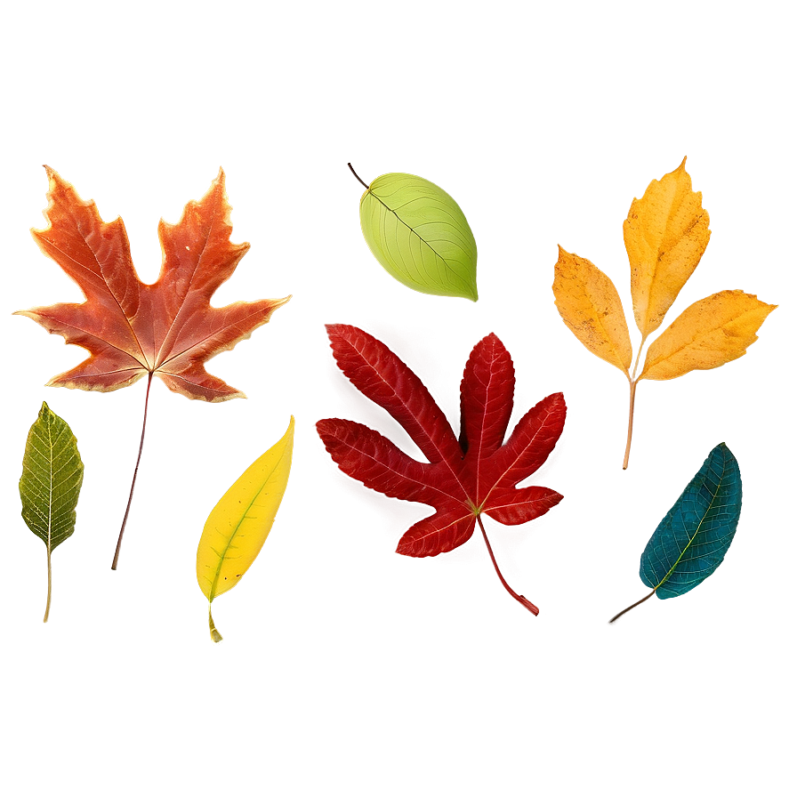 Soft Edge Fall Leaf Png Pel PNG Image