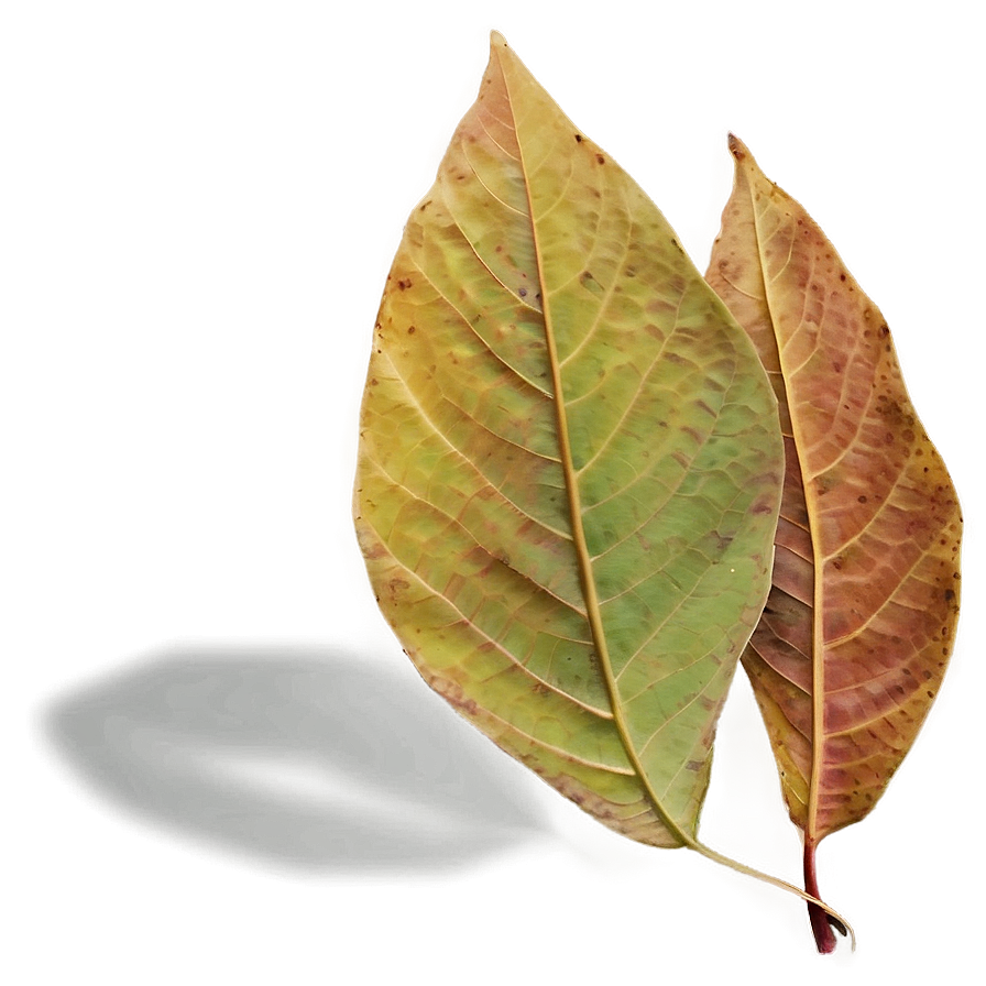 Soft Edge Fall Leaf Png Tsi50 PNG Image