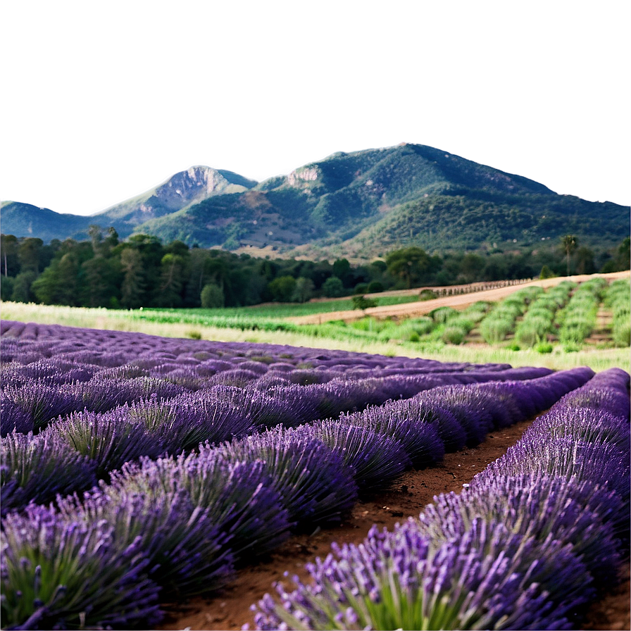 Soft Lavender Field Png Ydi PNG Image