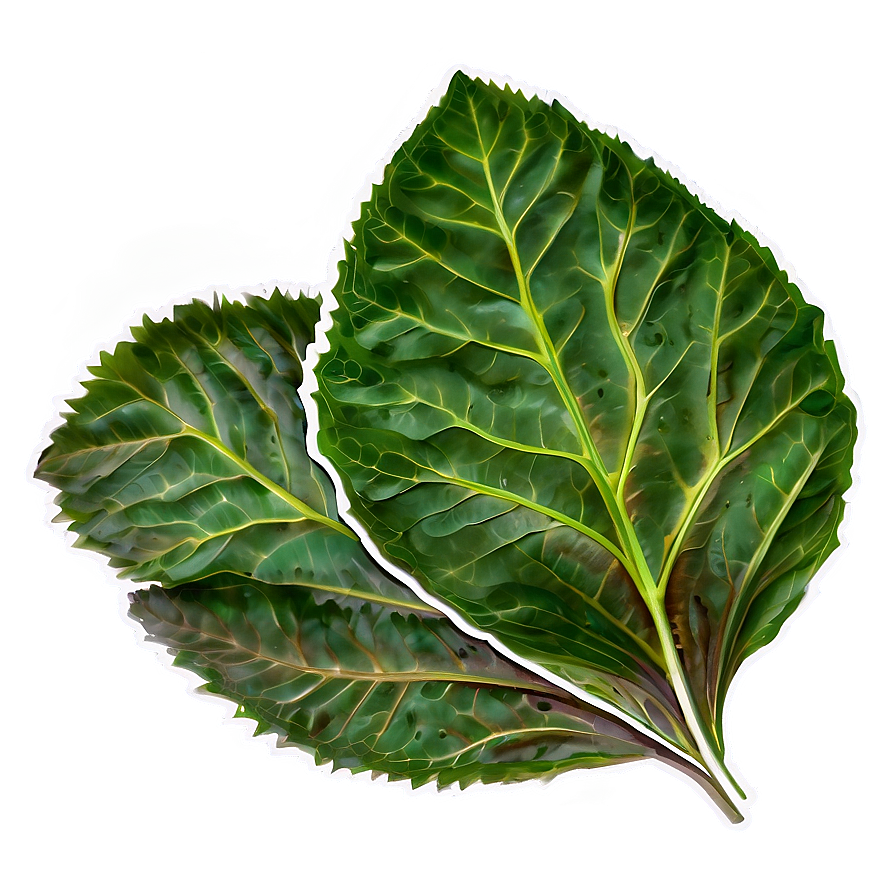 Soft Leaves Png Hqx64 PNG Image