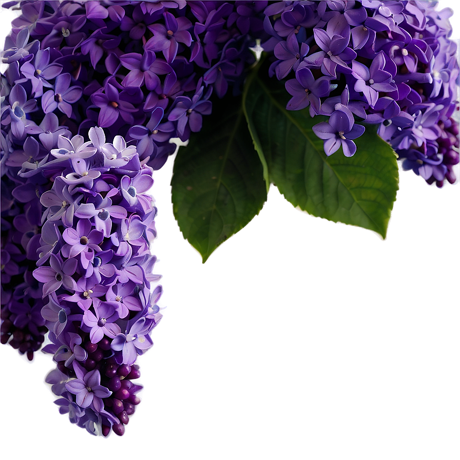 Soft Lilac Png Wdx31 PNG Image