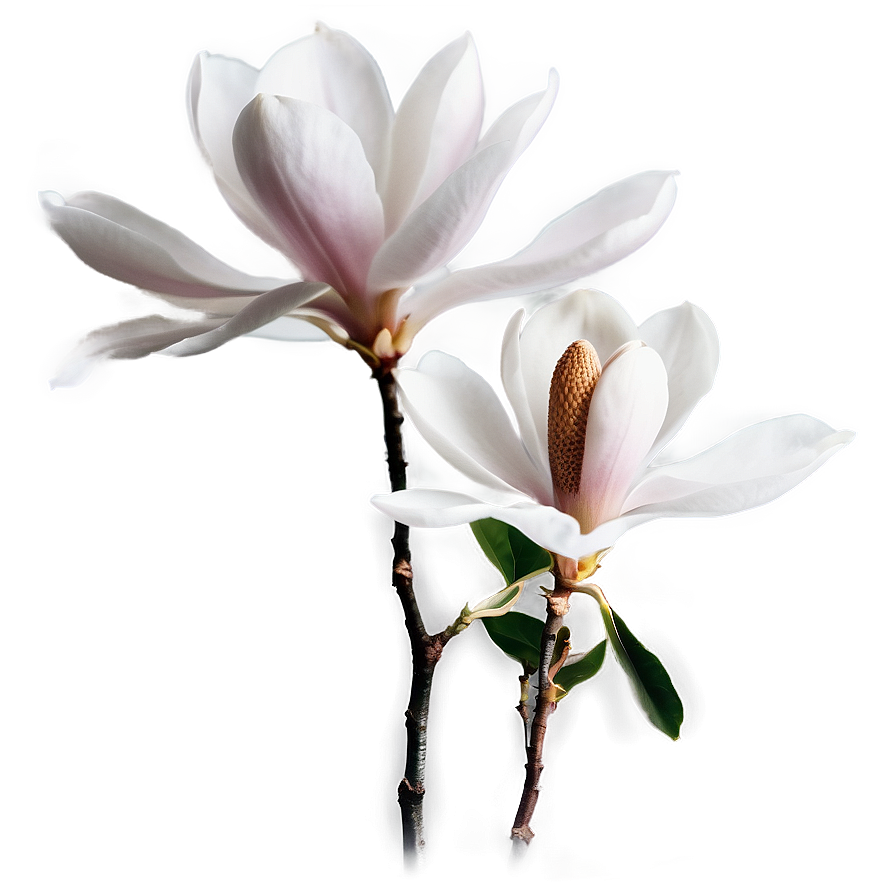 Soft Magnolia Glow Png Uqt81 PNG Image