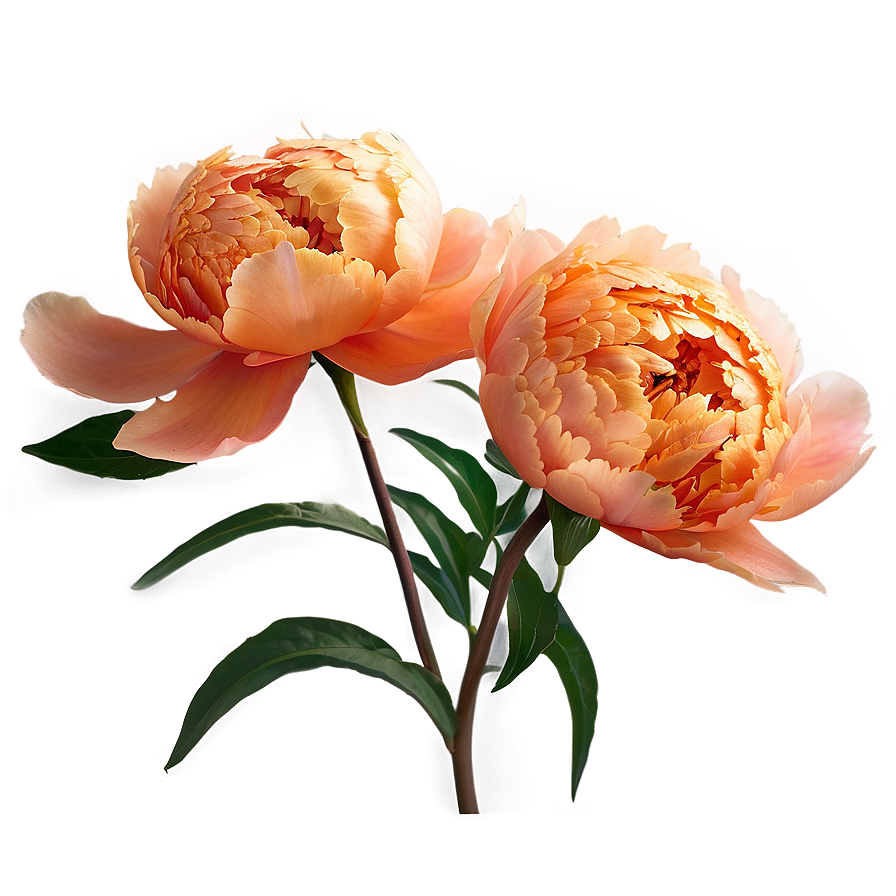 Soft Orange Peony Png Tnb PNG Image