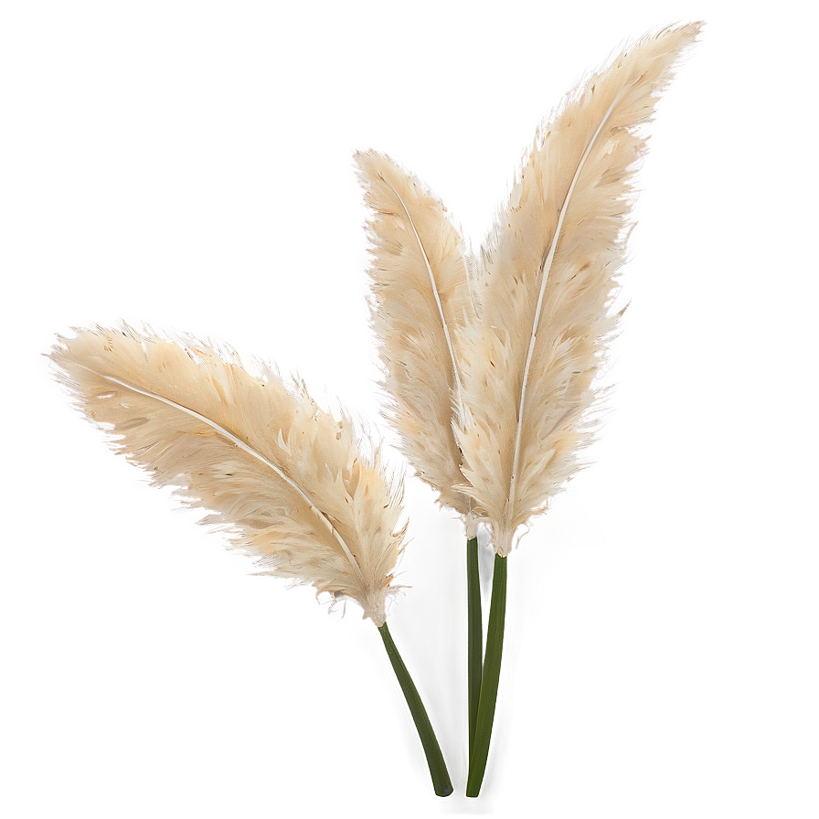 Soft Pampas Touch Png Ynr3 PNG Image