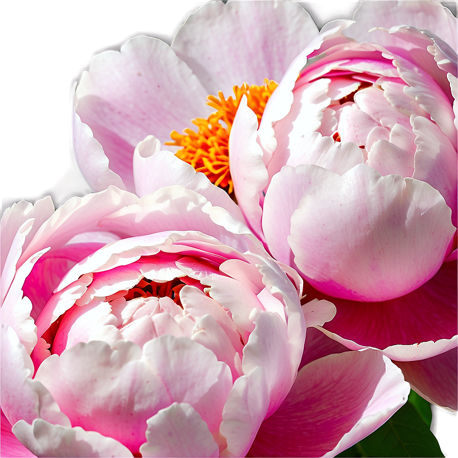 Soft Peony Bloom Png Dti PNG Image