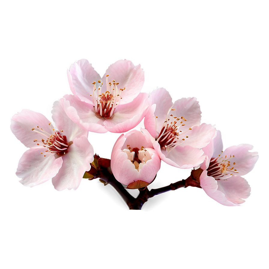 Soft Pink Cherry Blossom Png Oxv61 PNG Image