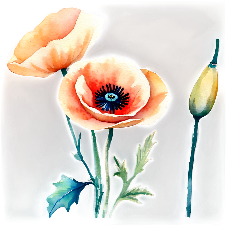 Soft Poppy Watercolor Png 50 PNG Image