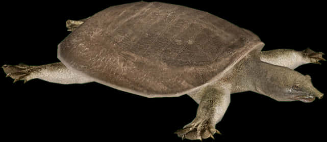 Softshell Turtle Black Background PNG Image