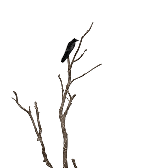 Solitary Birdon Night Branch PNG Image