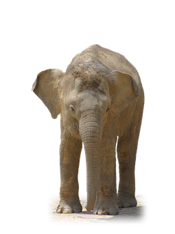 Solitary Elephant Black Background PNG Image