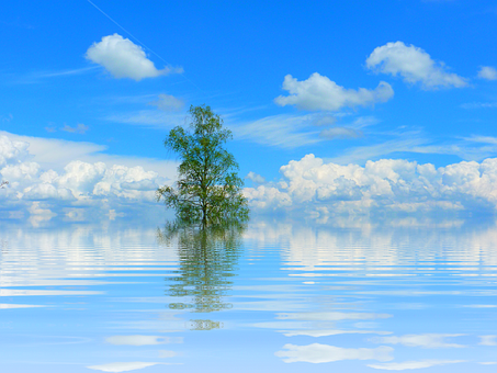 Solitary Tree Reflectingon Calm Water PNG Image