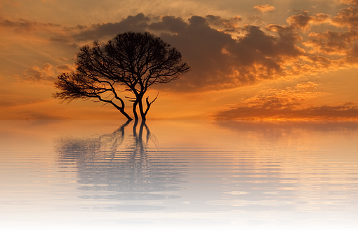 Solitary Tree Sunset Reflection PNG Image