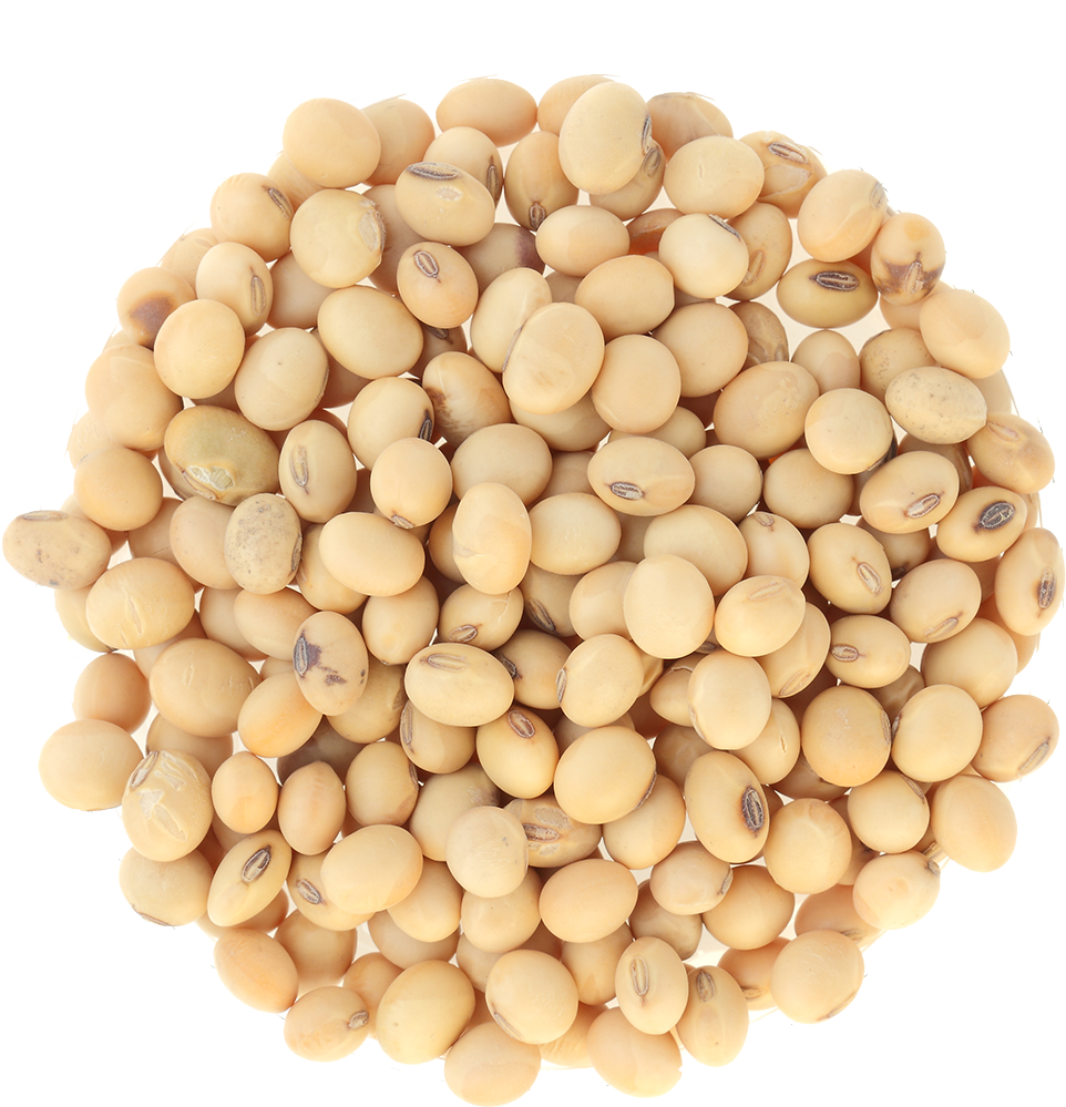 Soybean Cluster Isolated Background PNG Image