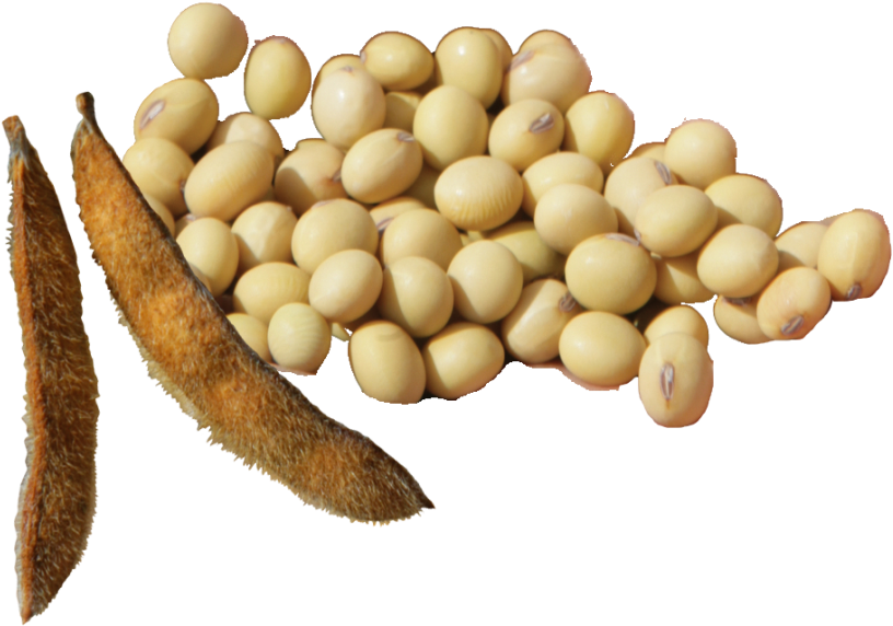 Soybeansand Podson Transparent Background PNG Image