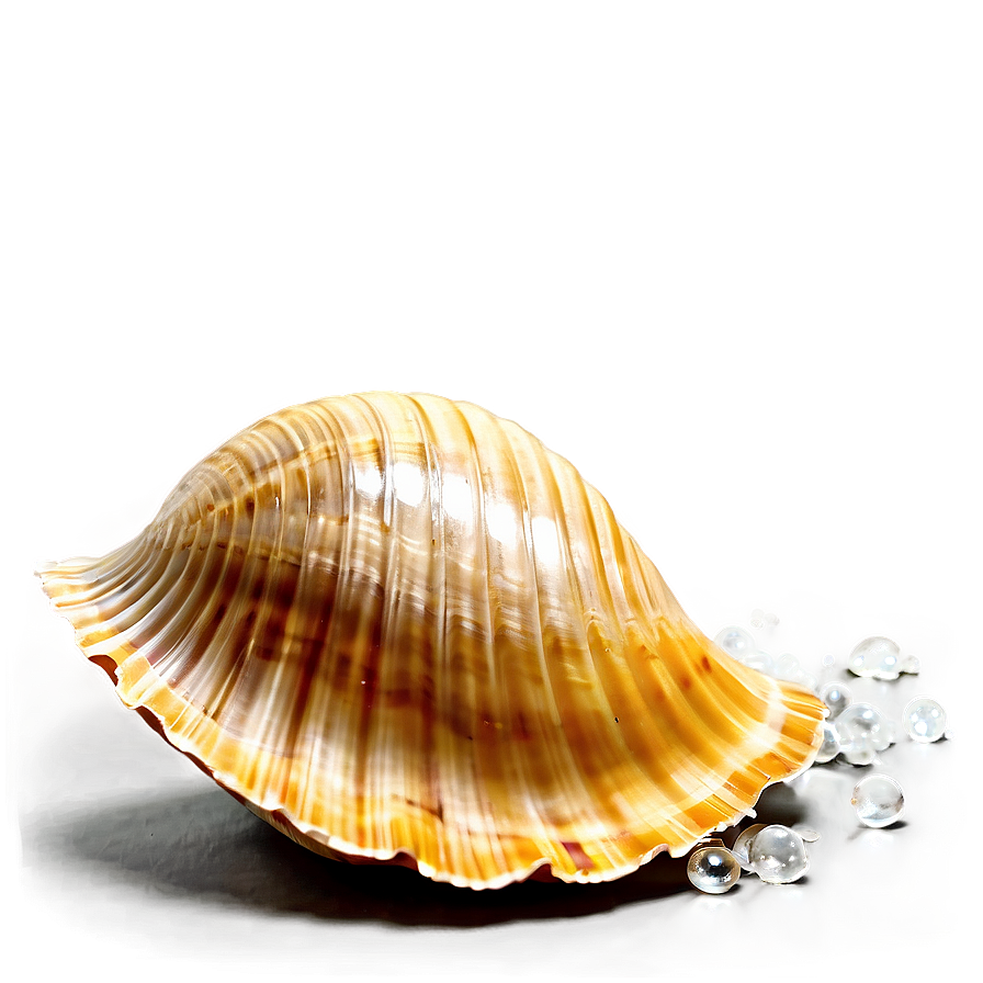 Sparkling Beach Shell Png 05212024 PNG Image