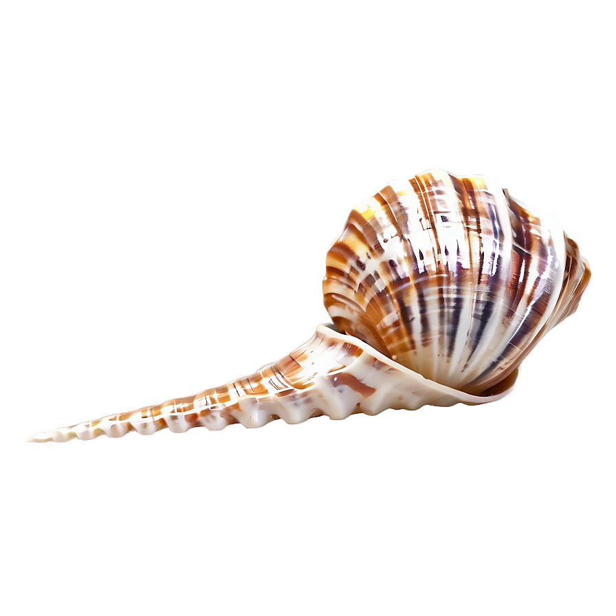 Sparkling Beach Shell Png 05212024 PNG Image